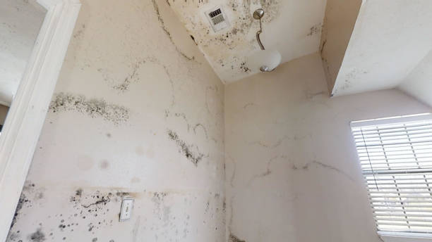Mold Odor Removal Services in Dunes City, OR