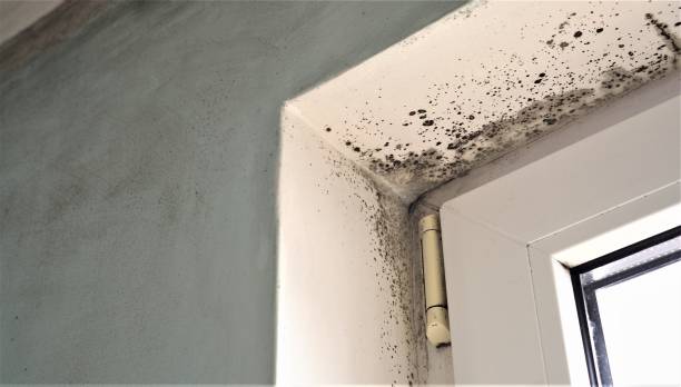 Best Emergency Mold Remediation  in Dunes City, OR