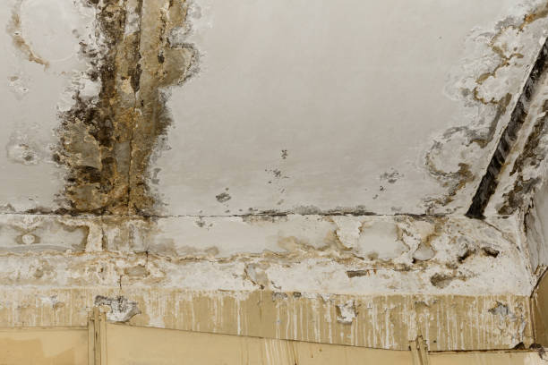 Reliable Dunes City, OR Mold Removal Solutions