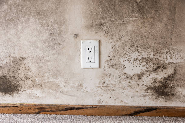 Best Real Estate Mold Inspection  in Dunes City, OR