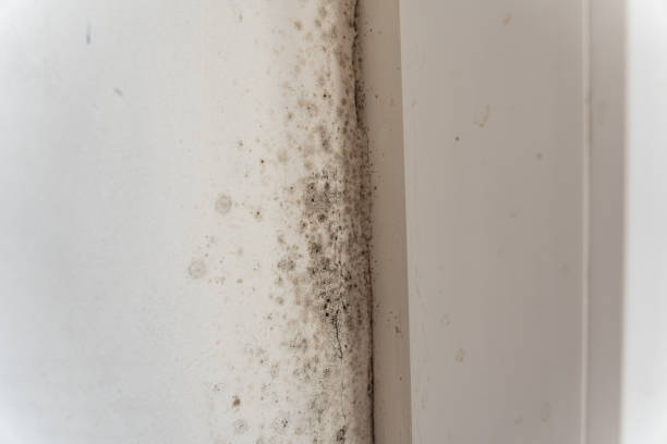 Best Black Mold Removal  in Dunes City, OR