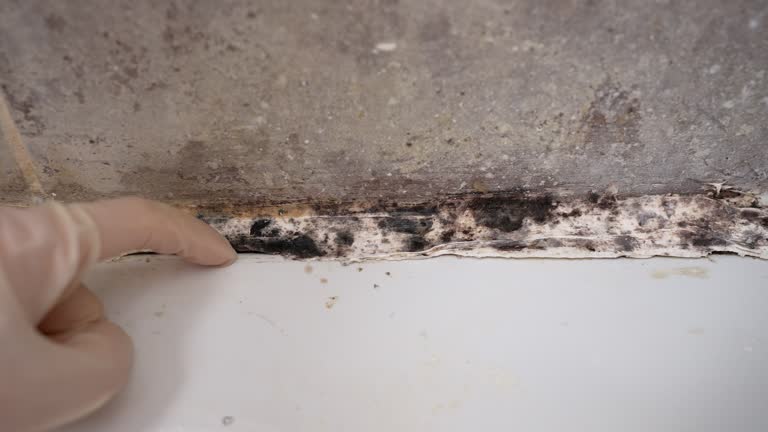 Environmental Consulting for Mold Prevention in Dunes City, OR